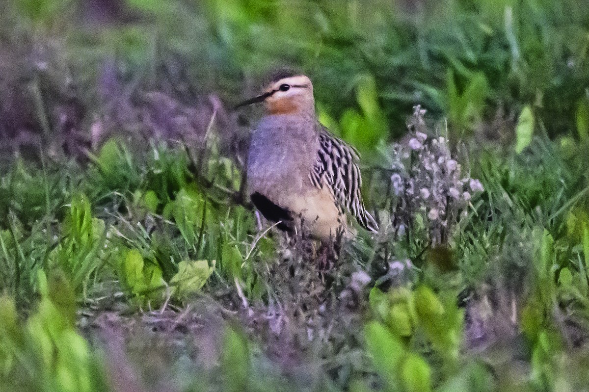 Tawny-throated Dotterel - Amed Hernández