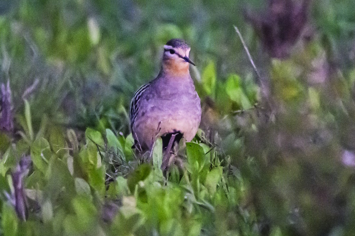 Tawny-throated Dotterel - Amed Hernández