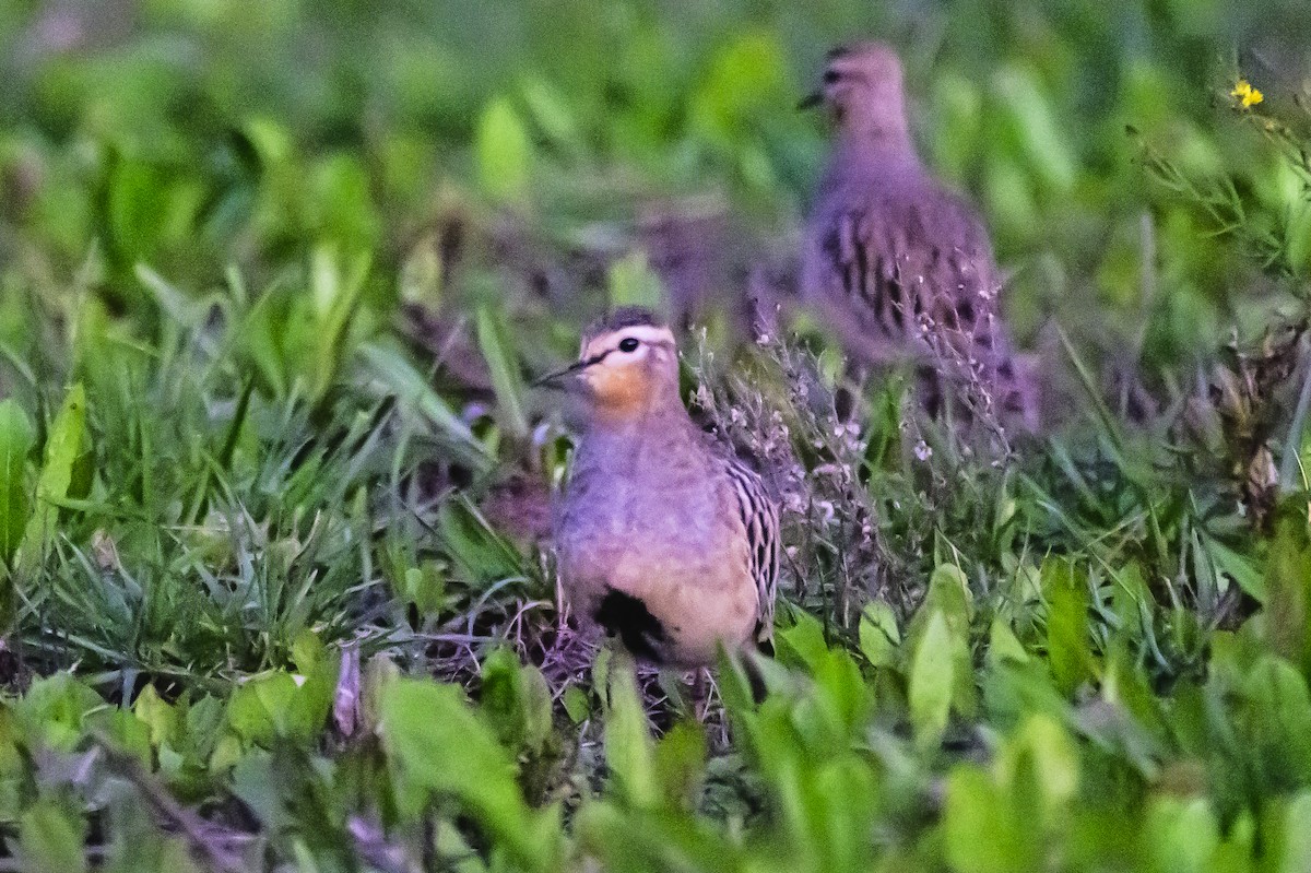 Tawny-throated Dotterel - Amed Hernández
