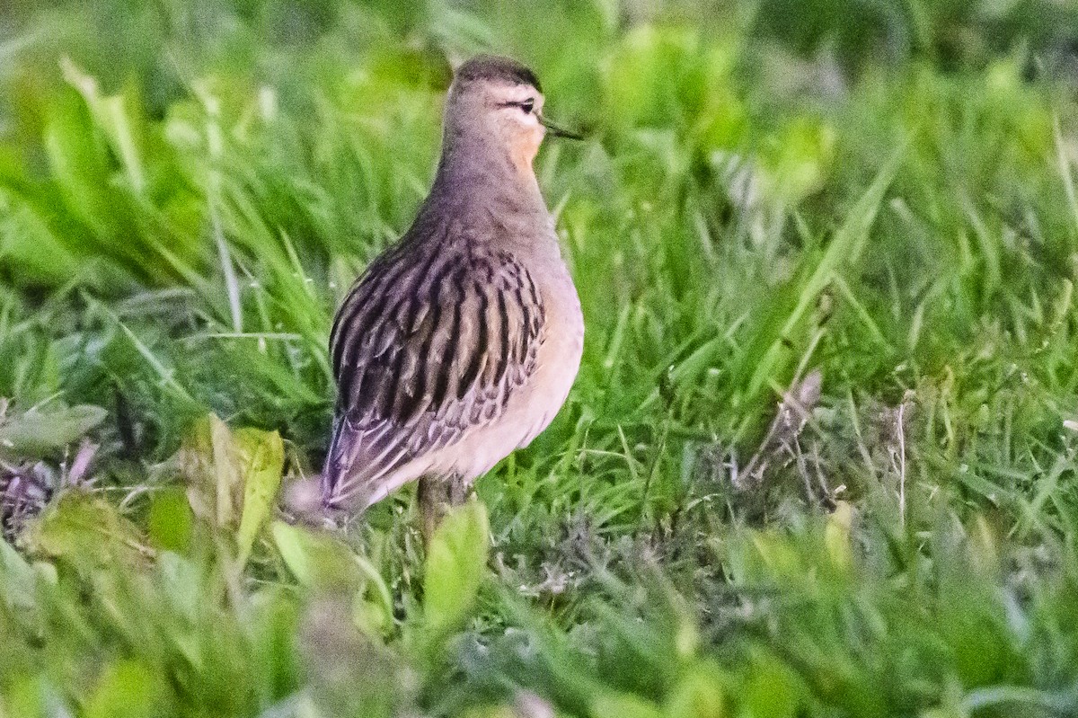 Tawny-throated Dotterel - Amed Hernández