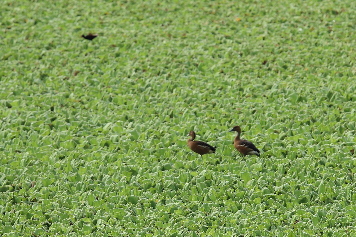 Fulvous Whistling-Duck - David Fajardo