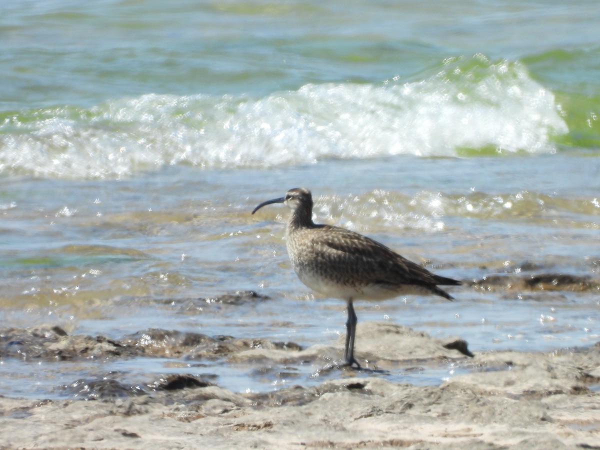 Whimbrel - Laurence Blight