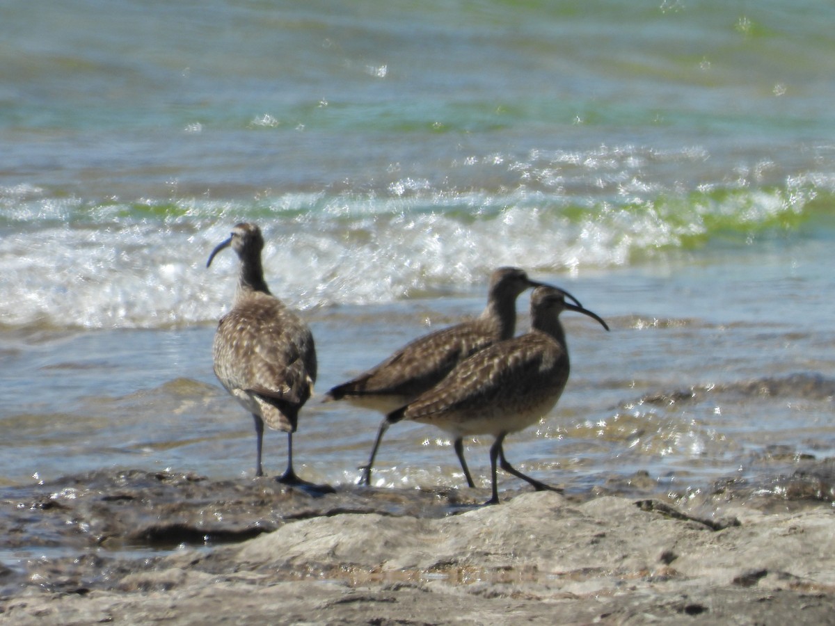 Whimbrel - Laurence Blight