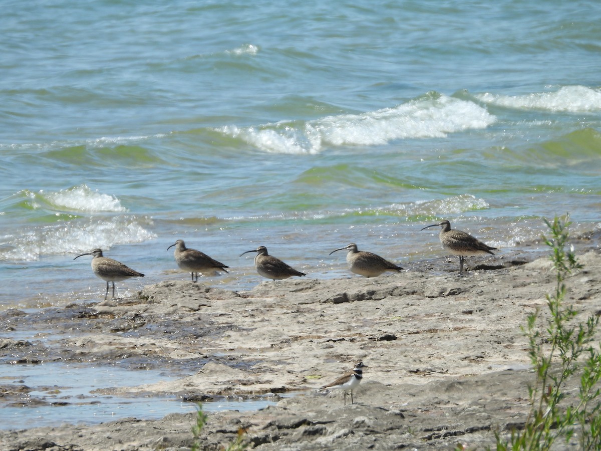 Whimbrel - Laurence Blight