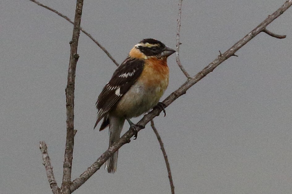 Black-headed Grosbeak - Jeffrey Fenwick