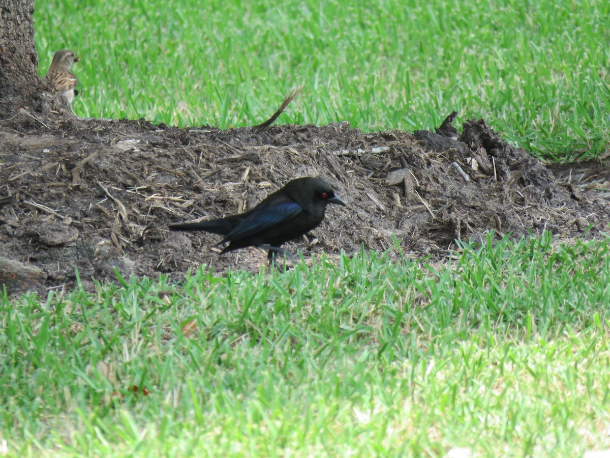 Bronzed Cowbird - Mike Major