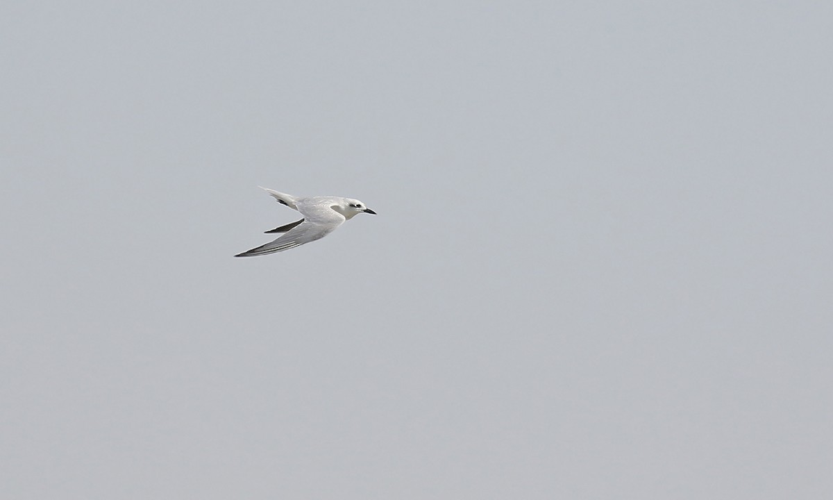 Gull-billed Tern - Adrián Braidotti