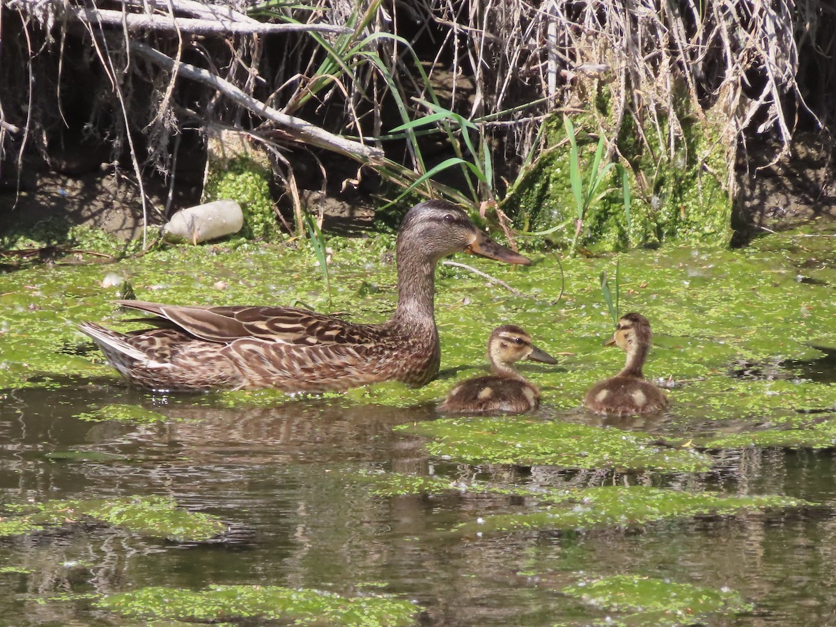 Mallard - ML619540121