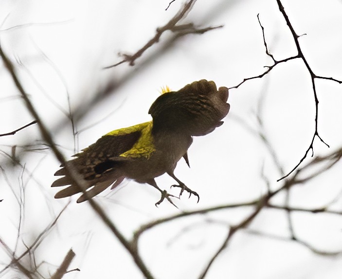 Lesser Yellownape - Peter Seubert