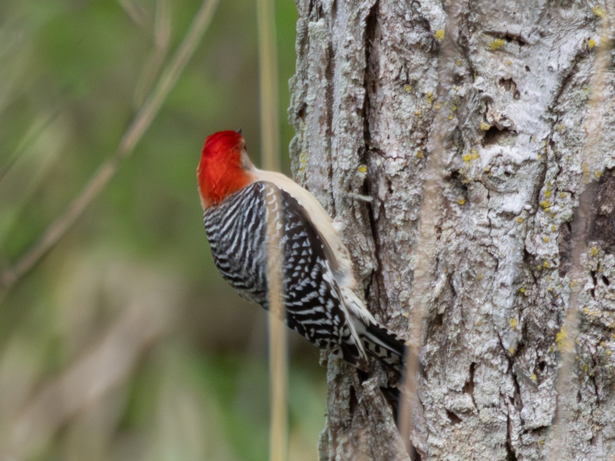 Red-bellied Woodpecker - Fay Ratta