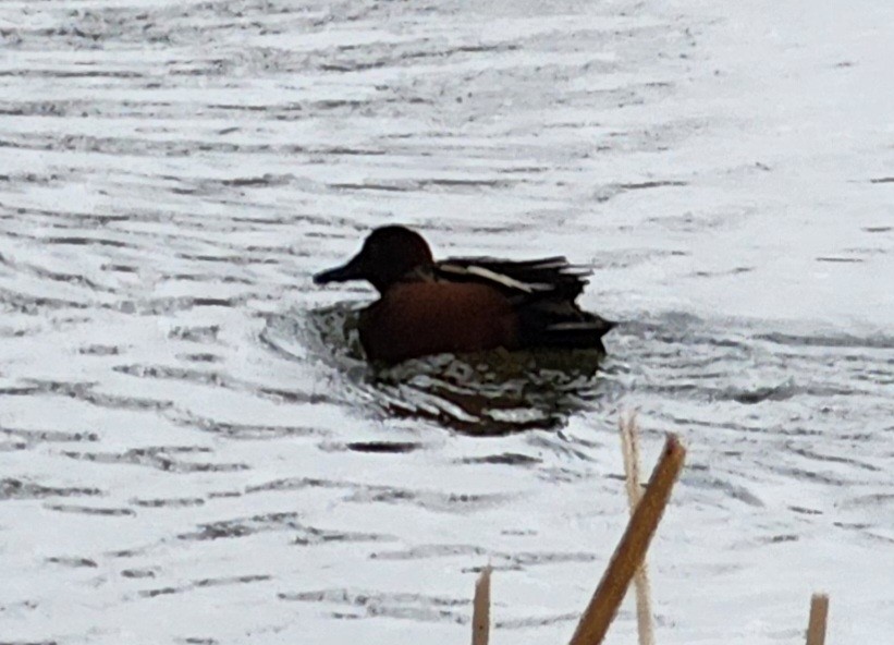 Cinnamon Teal - Nancy Cox