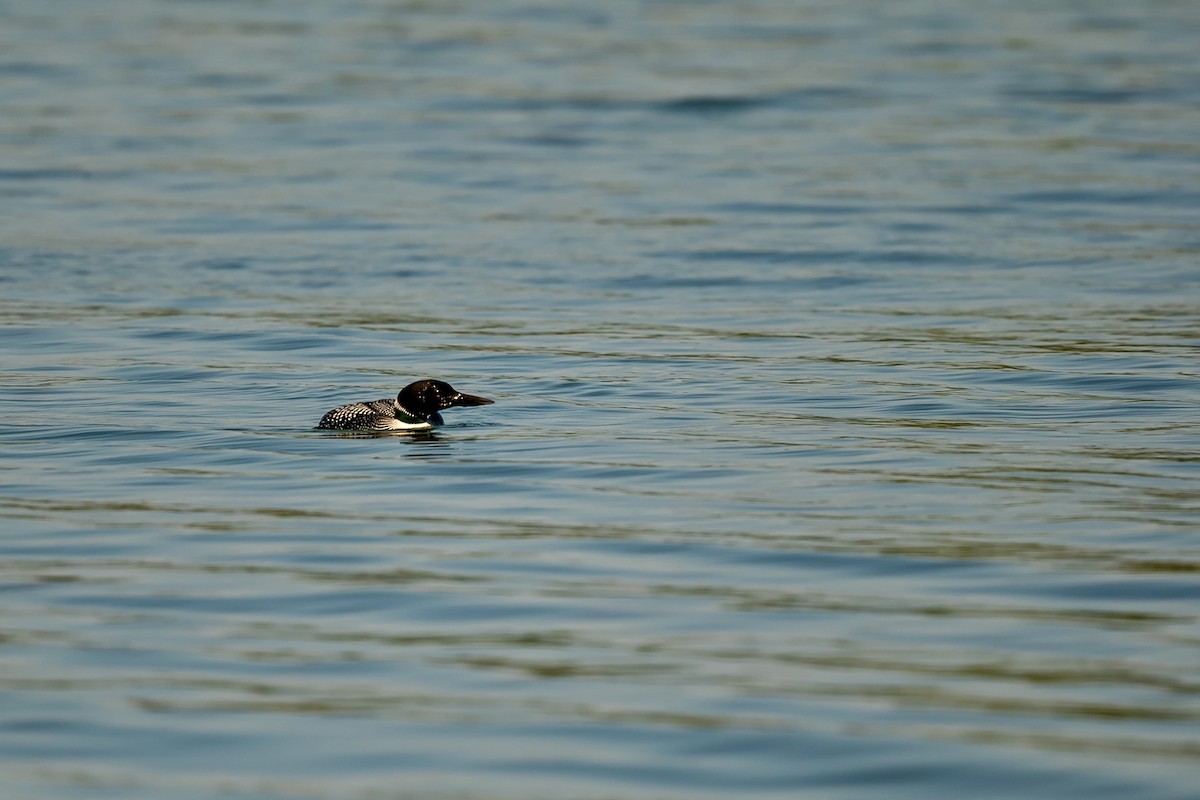 Common Loon - Bill Massaro