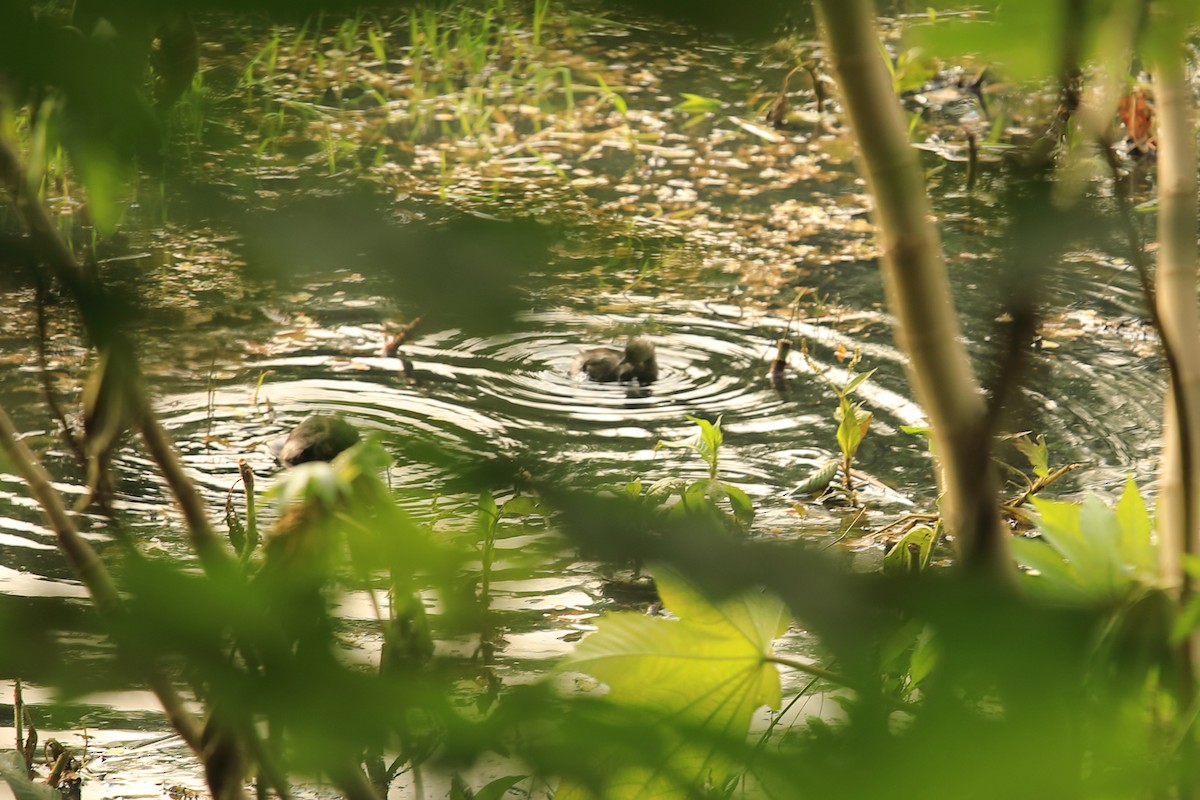 Least Grebe - David Fajardo