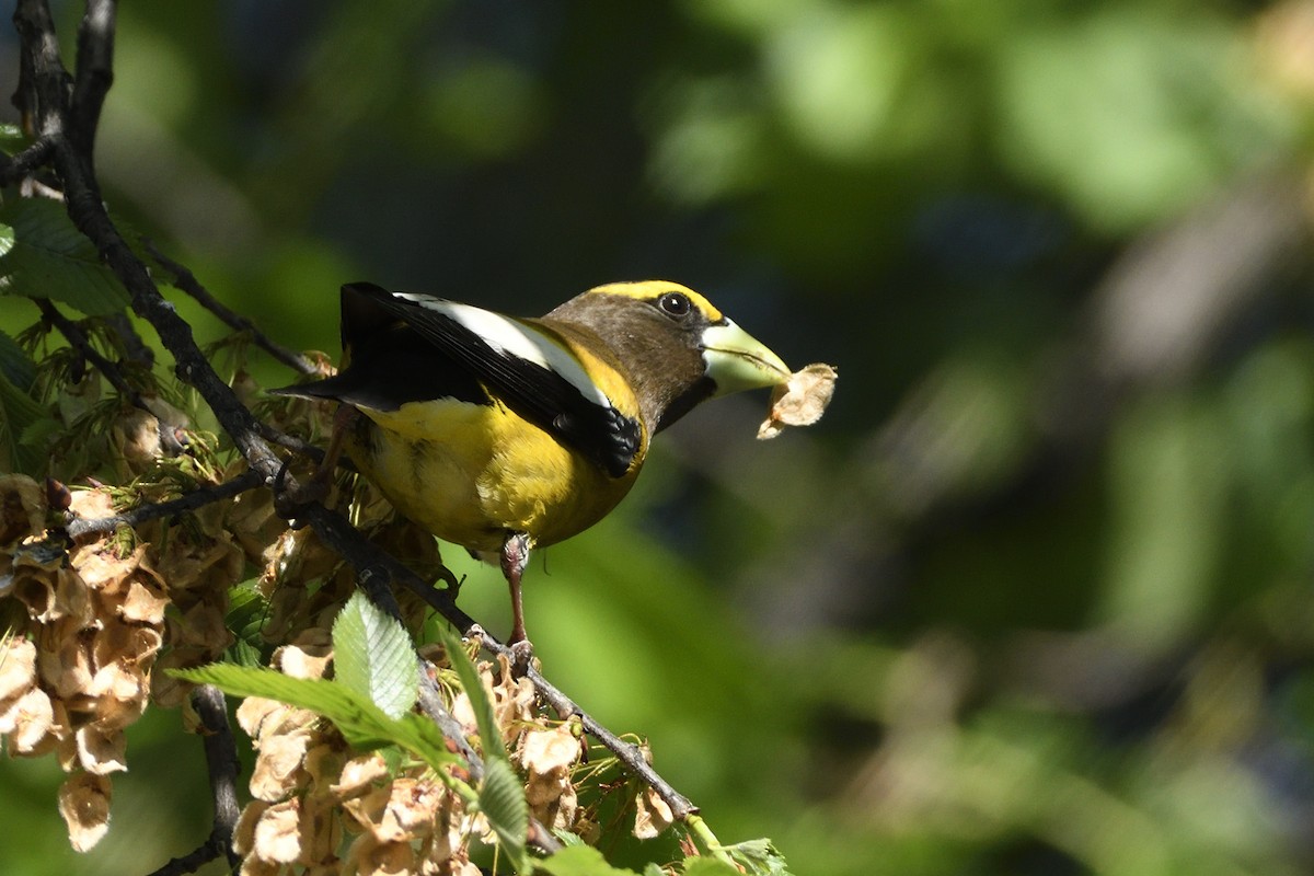 Evening Grosbeak - Pat McGrane