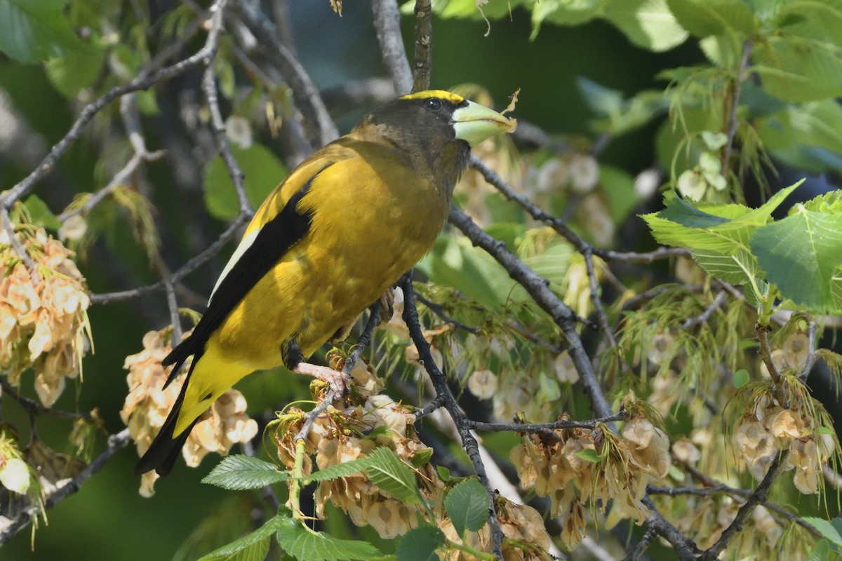 Evening Grosbeak - Pat McGrane