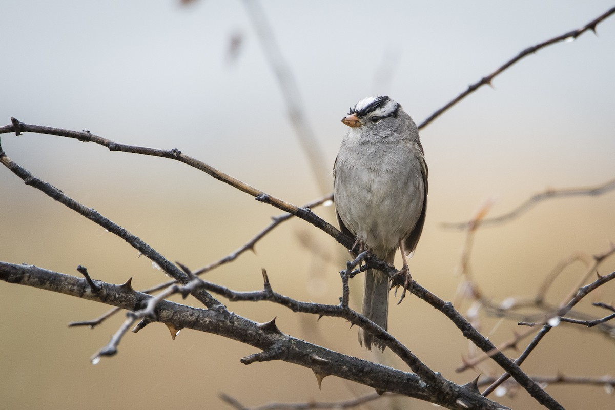 White-crowned Sparrow - Jameson Koehn