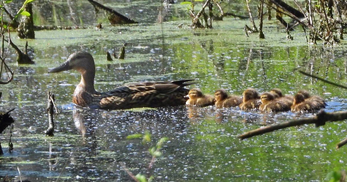 American Black Duck - ML619540170