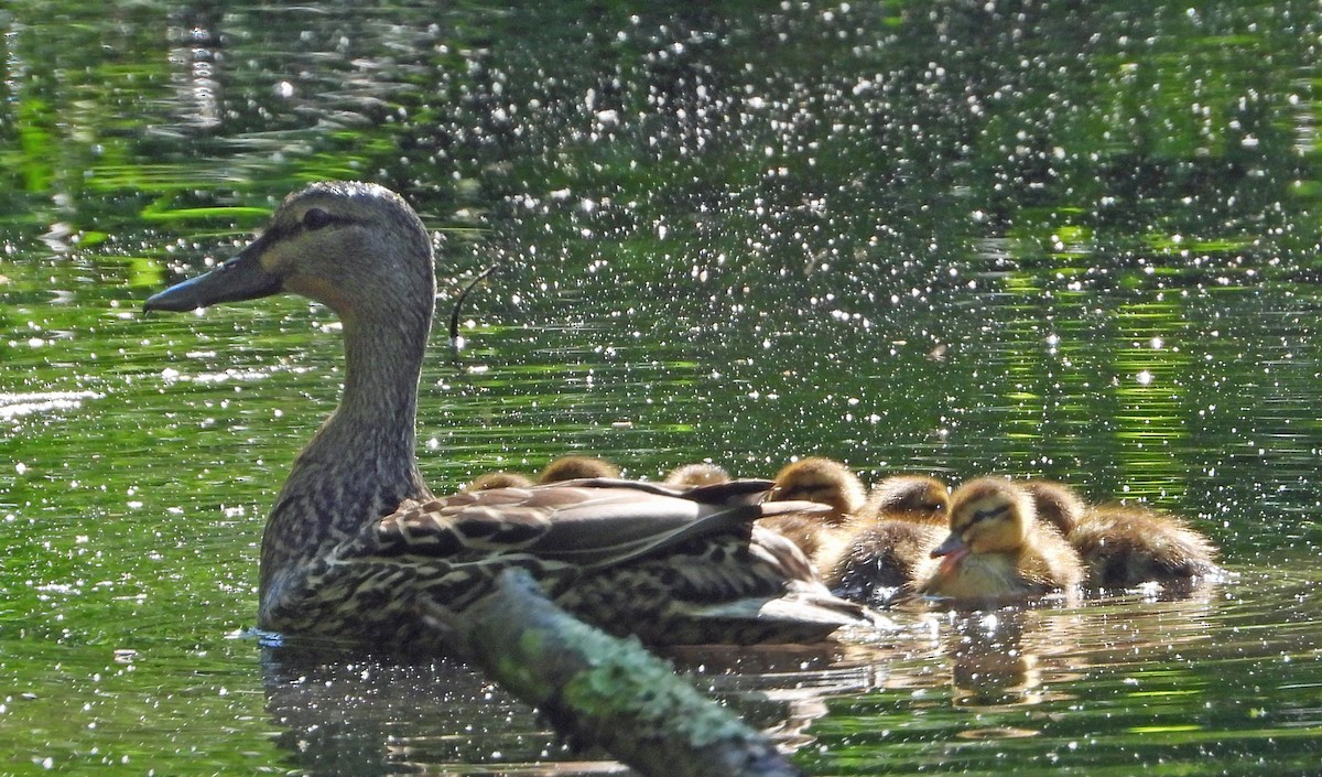 American Black Duck - ML619540172