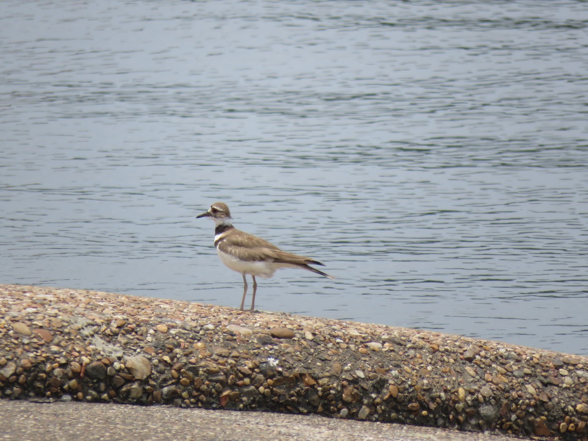 Killdeer - Mike Major