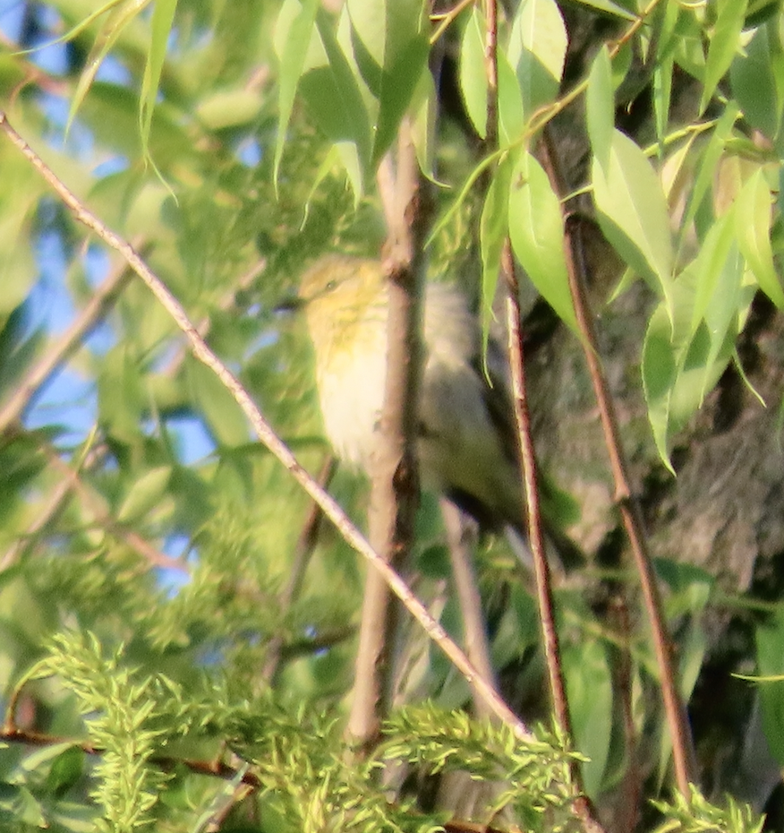 Cape May Warbler - Angie Trumbo