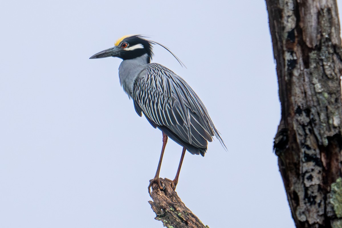 Yellow-crowned Night Heron - ML619540187