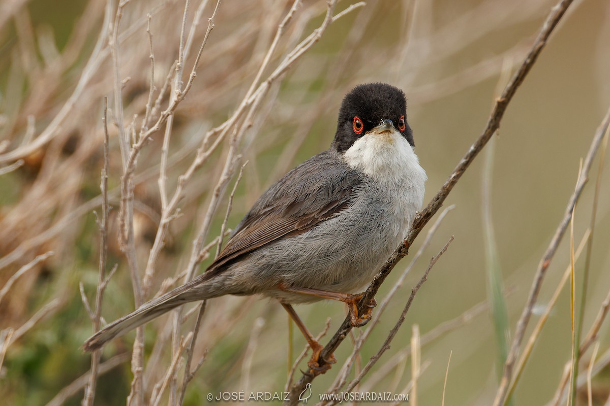 Sardinian Warbler - José Ardaiz Ganuza