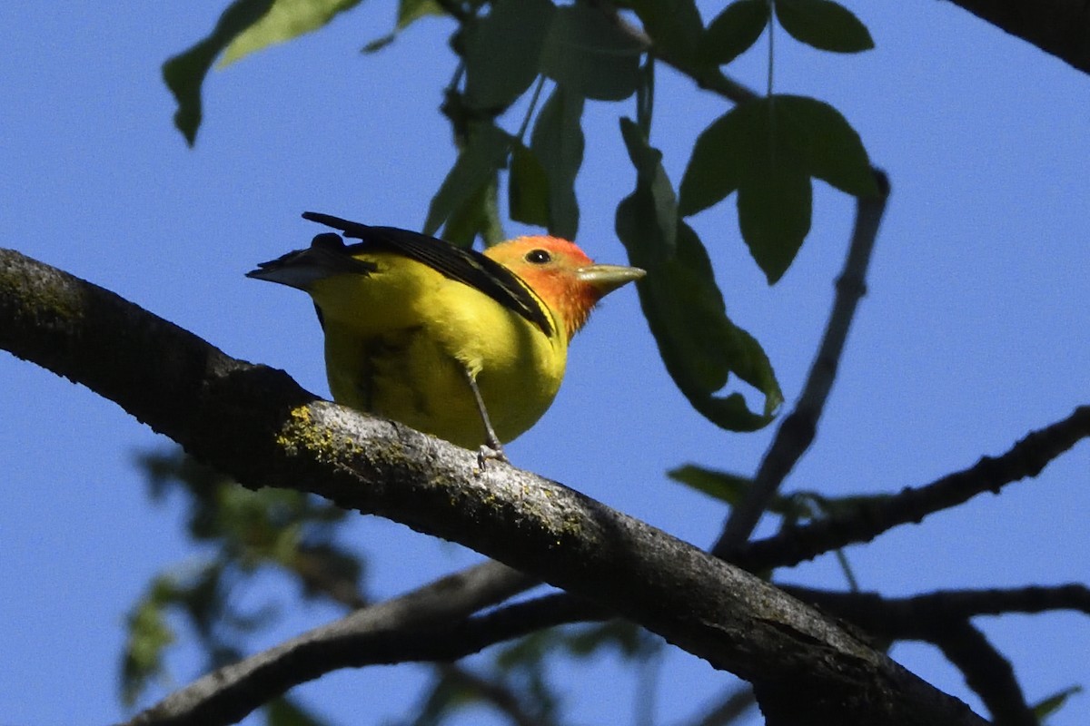 Western Tanager - Pat McGrane