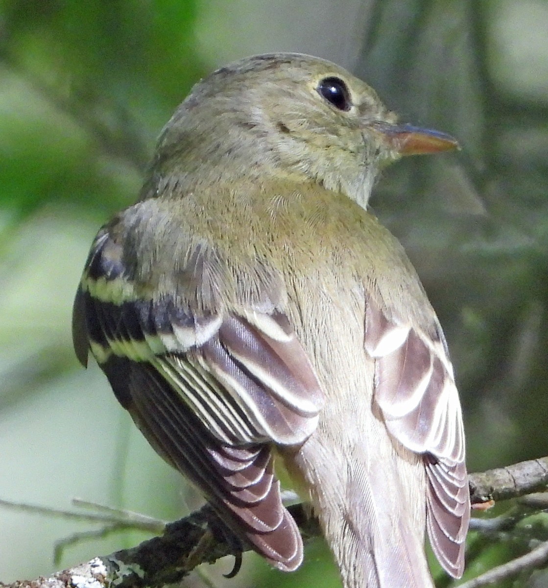 Empidonax sp. - Aimee LaBarr