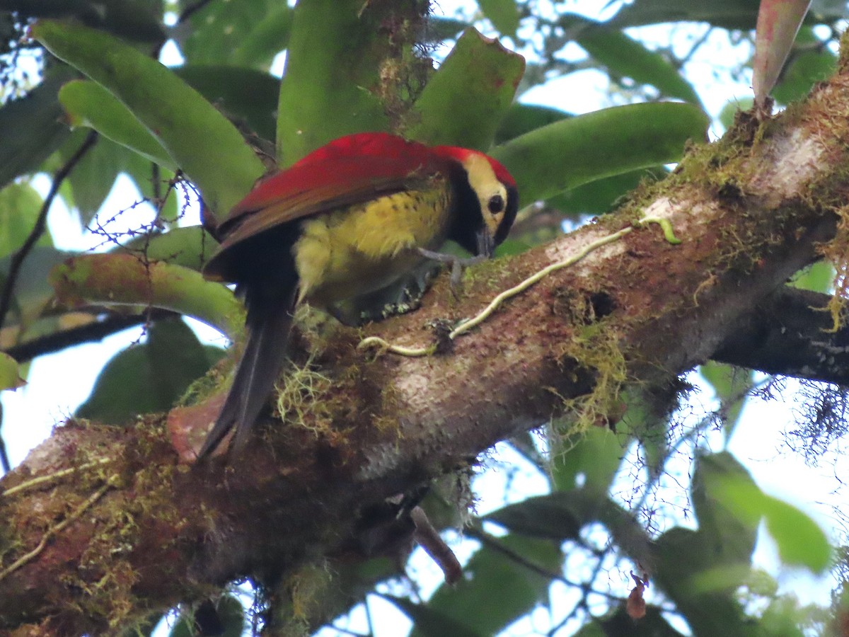 Crimson-mantled Woodpecker - Hugo Foxonet