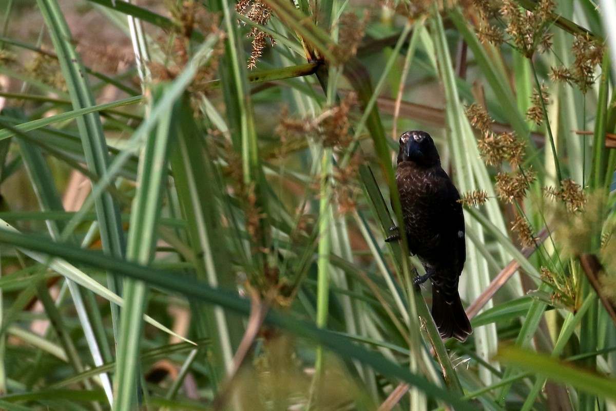 Grosbeak Weaver - Zbigniew Swiacki