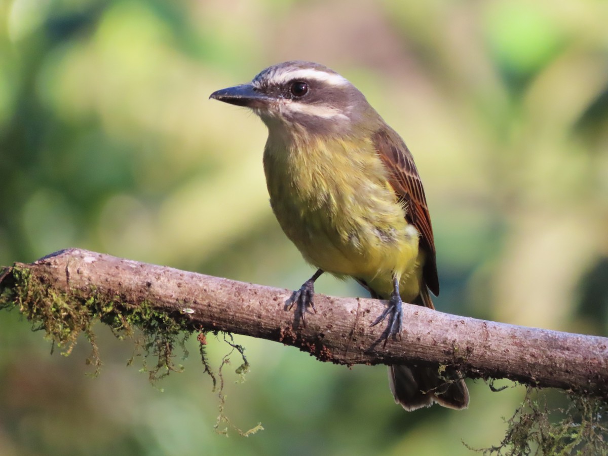 Golden-bellied Flycatcher - ML619540208