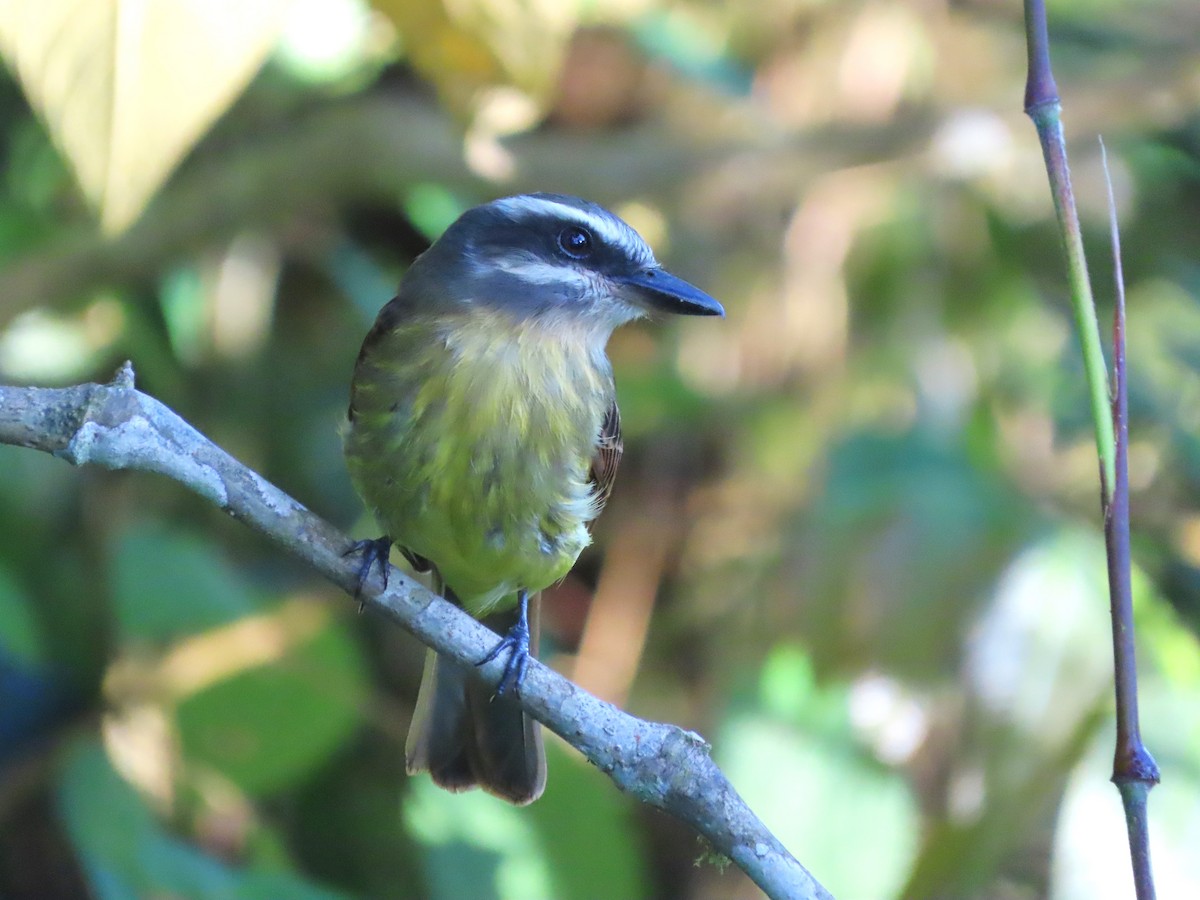 Golden-bellied Flycatcher - ML619540210