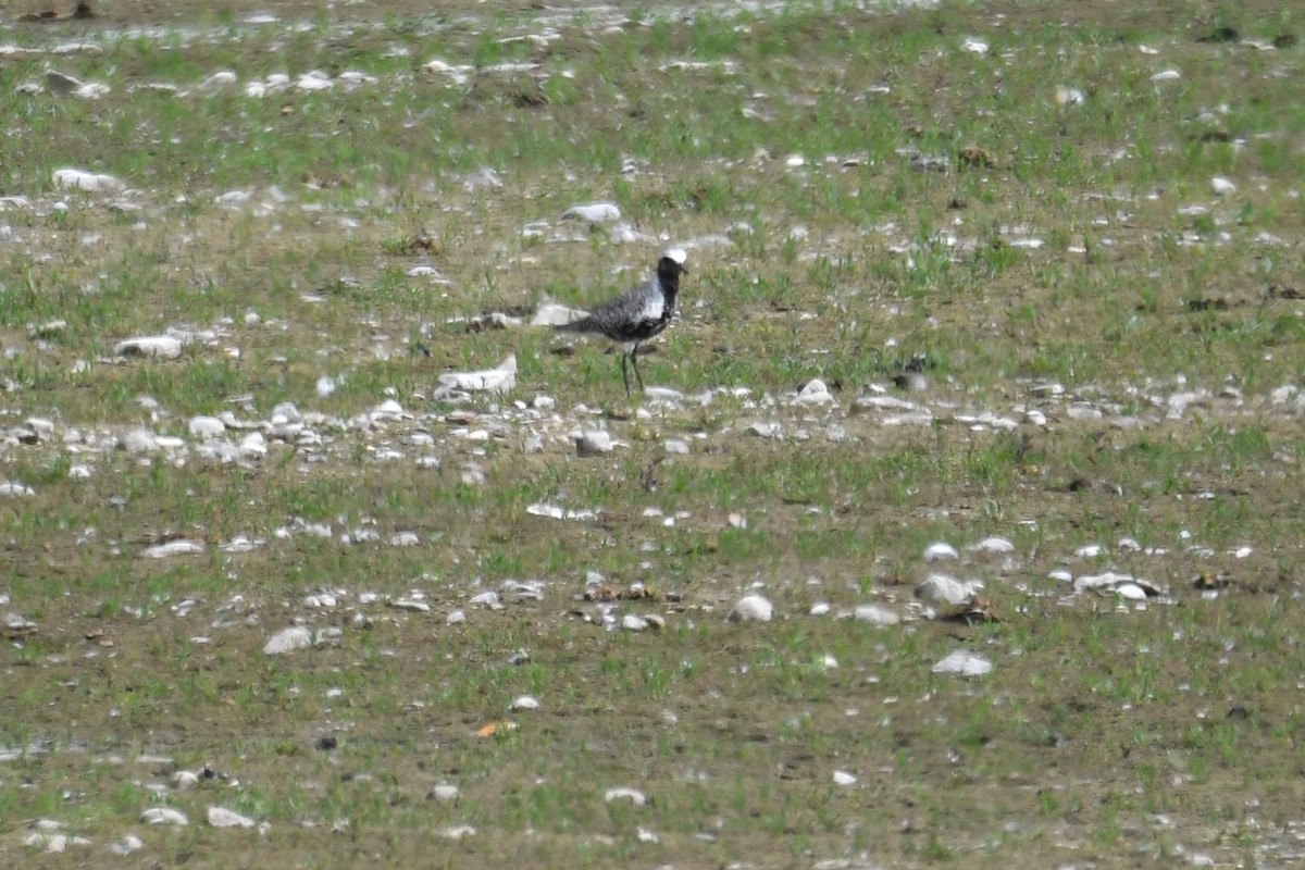 Black-bellied Plover - Philipp Straub