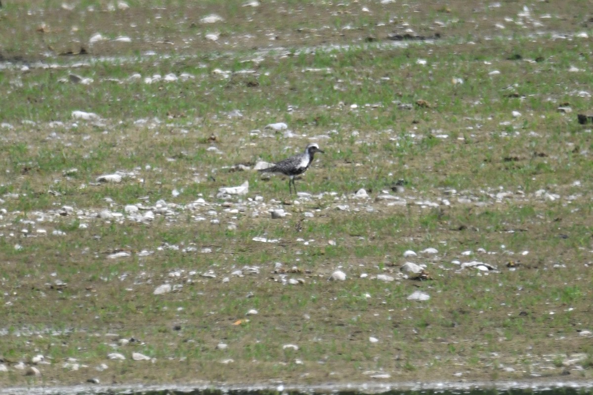 Black-bellied Plover - Philipp Straub