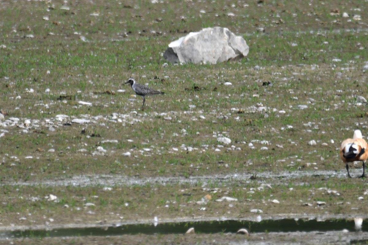 Black-bellied Plover - Philipp Straub