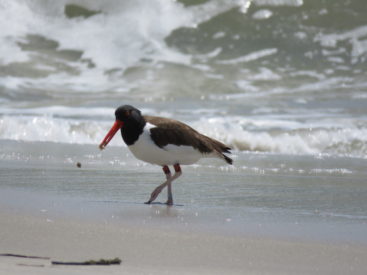 American Oystercatcher - Christine W.