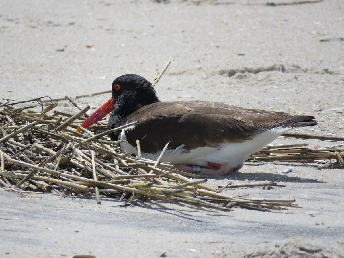 American Oystercatcher - Christine W.