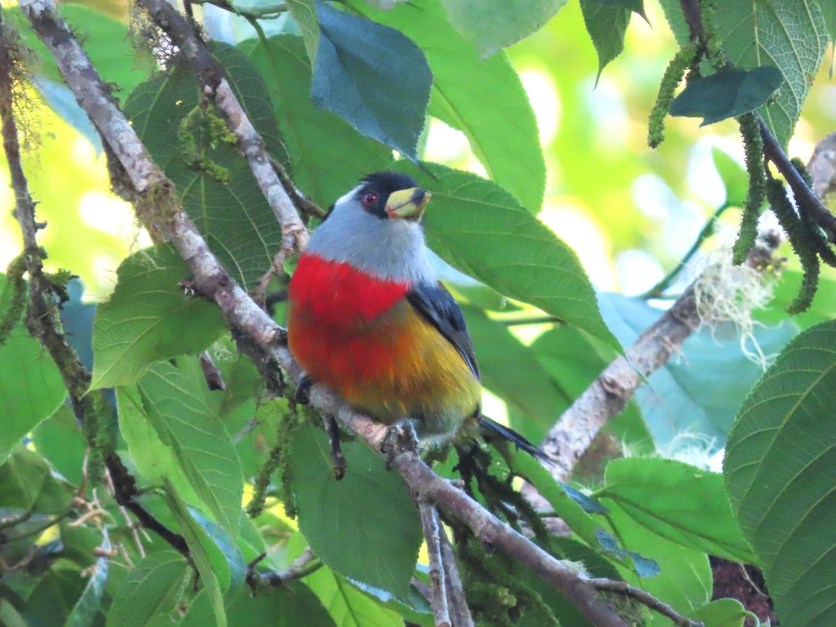 Toucan Barbet - Hugo Foxonet