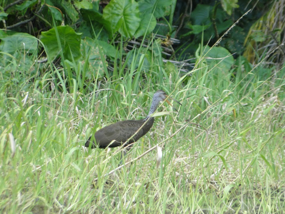 Limpkin - Lucie Hamel