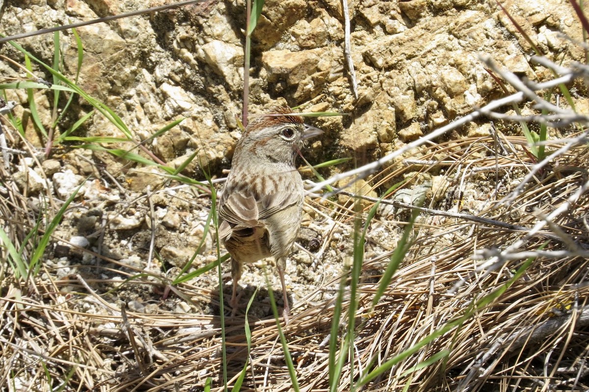 Rufous-crowned Sparrow - ML619540232