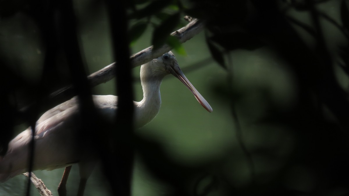 Roseate Spoonbill - Oliver  Komar