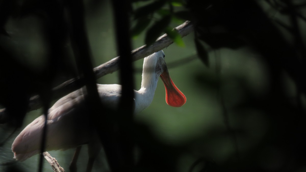 Roseate Spoonbill - Oliver  Komar