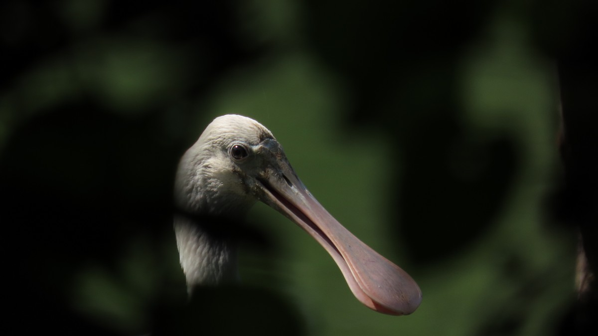 Roseate Spoonbill - Oliver  Komar