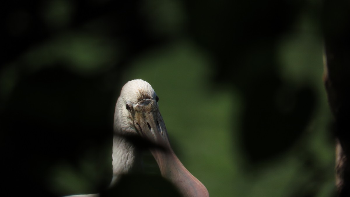 Roseate Spoonbill - Oliver  Komar