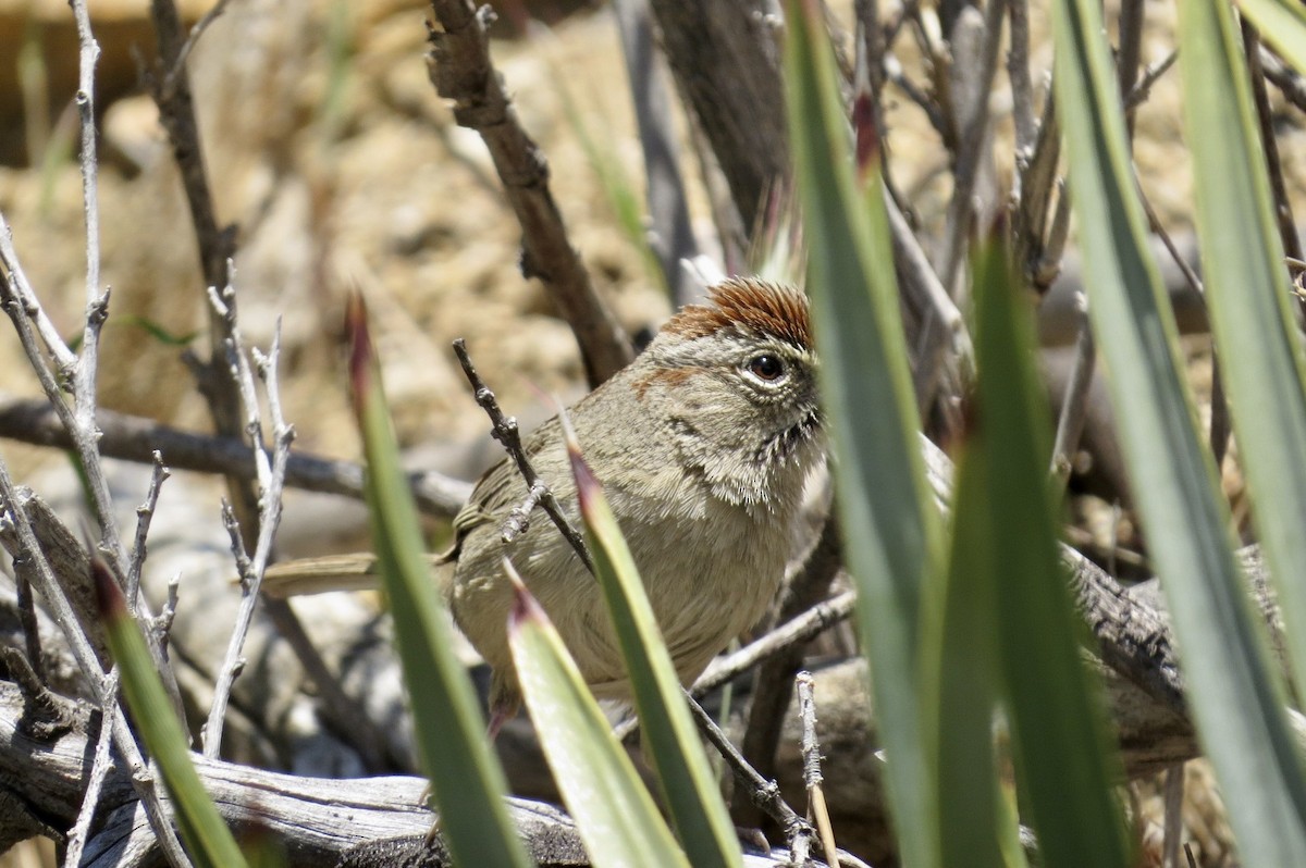 Rufous-crowned Sparrow - Steve Mesick