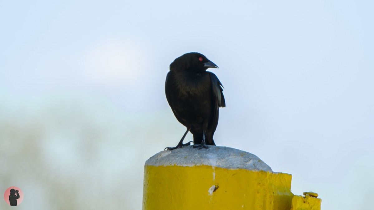 Bronzed Cowbird - Kenny Miller