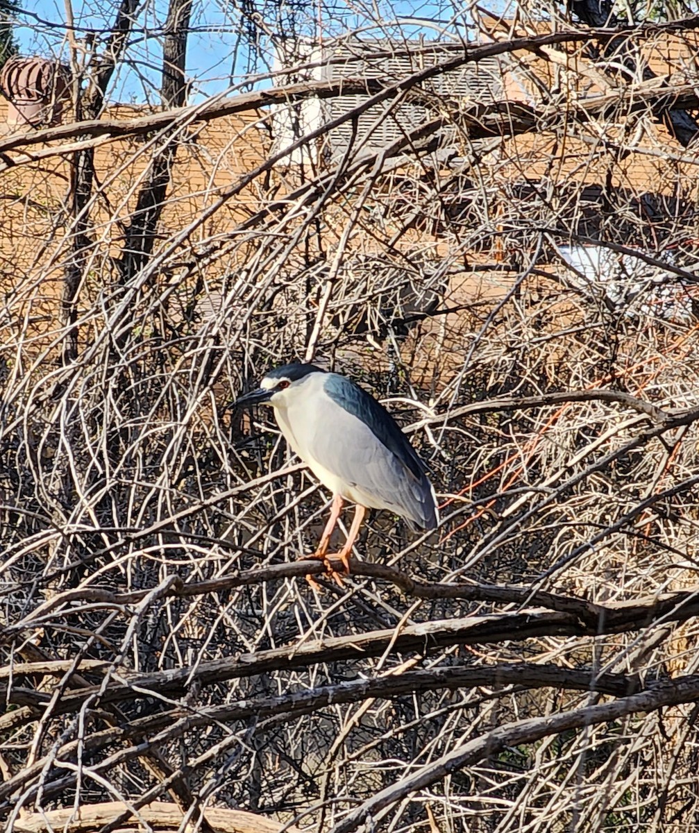 Black-crowned Night Heron - Nancy Cox