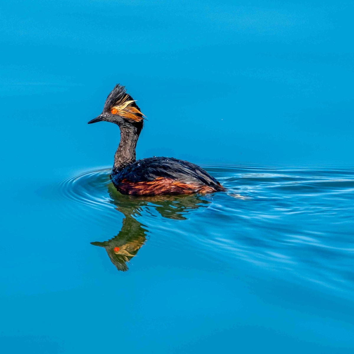 Eared Grebe - Greg Shott