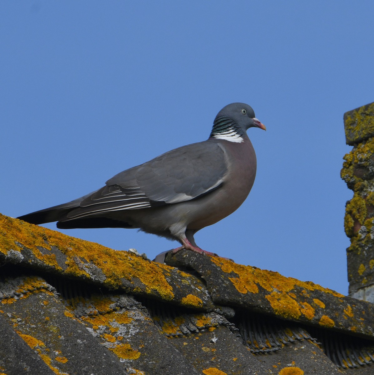 Common Wood-Pigeon - Jos Simons