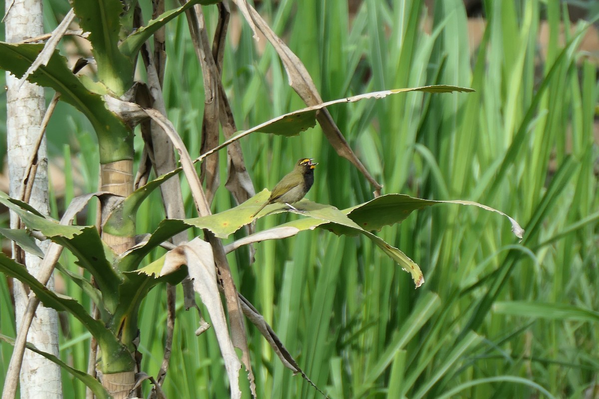 Yellow-faced Grassquit - Jason Griffin-Mauff